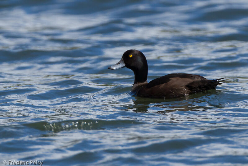 New Zealand Scaup male adult