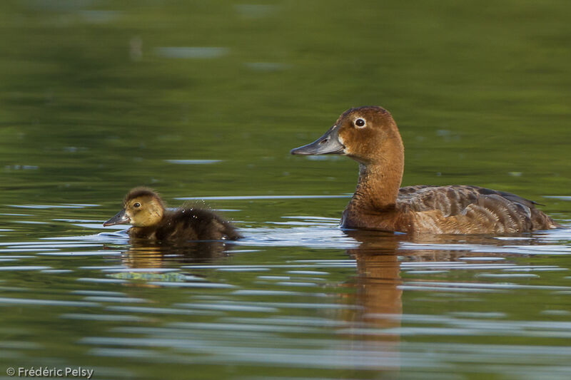 Common Pochard, swimming