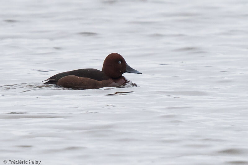 Ferruginous Duck male adult