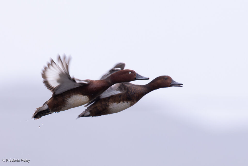 Ferruginous Duckadult, Flight