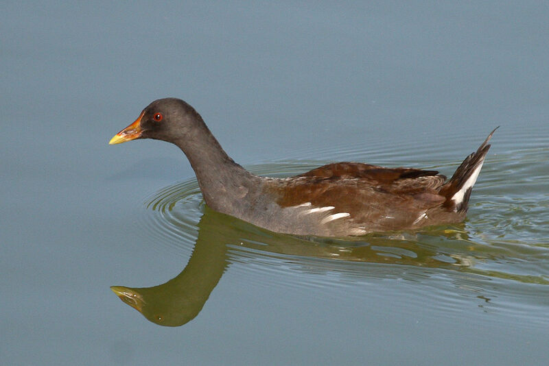 Gallinule poule-d'eauadulte