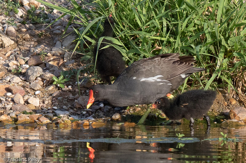 Gallinule poule-d'eau