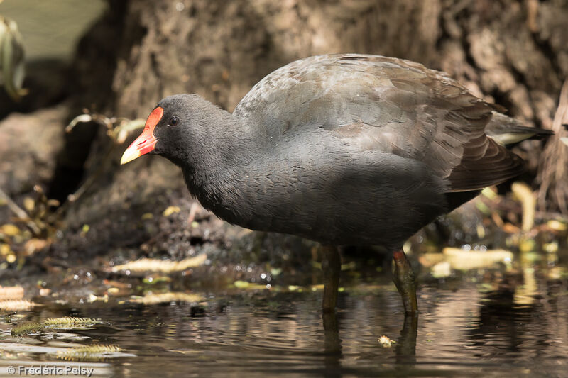 Gallinule sombre