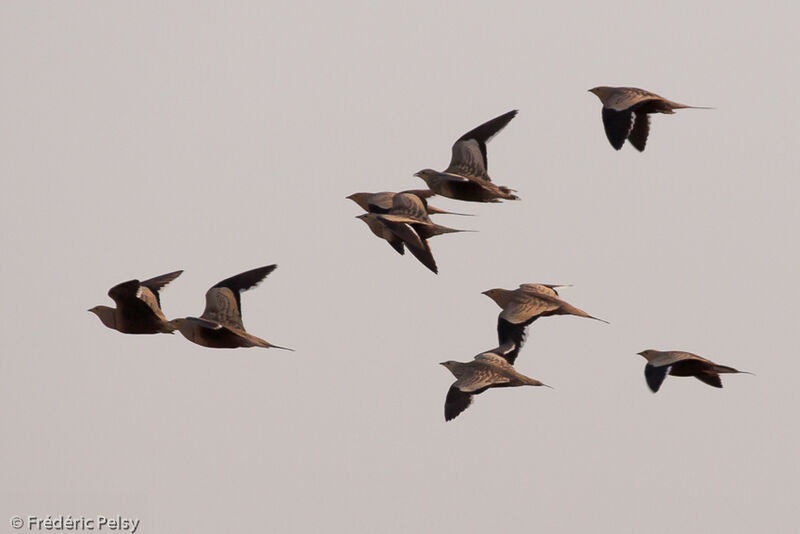 Chestnut-bellied Sandgrouse, Flight