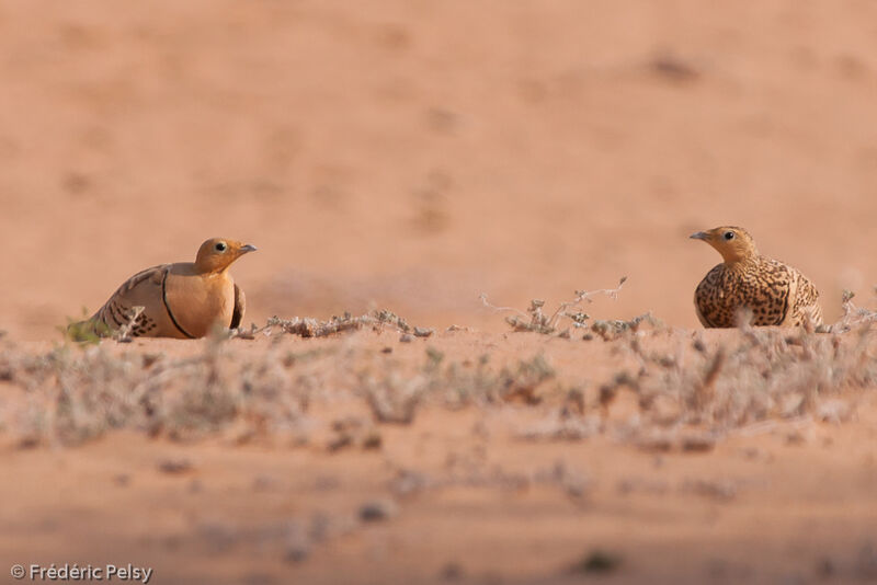 Chestnut-bellied Sandgrouseadult