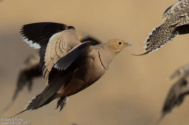 Chestnut-bellied Sandgrouse male adult, Flight