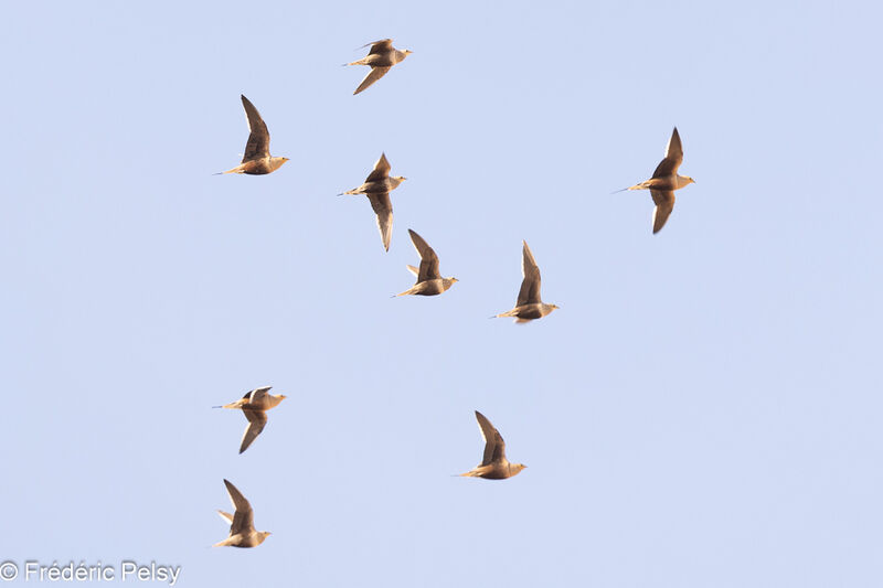 Chestnut-bellied Sandgrouse, Flight