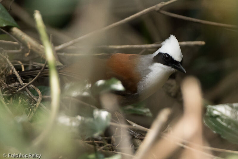 White-crested Laughingthrushadult