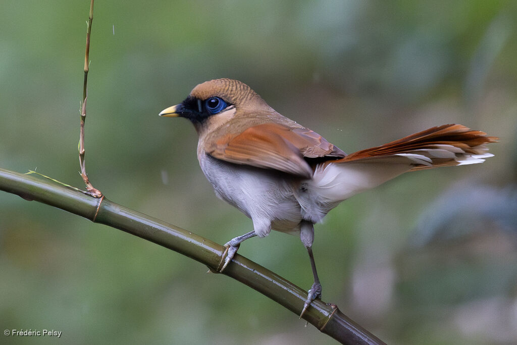 Garrulaxe de Berthémy