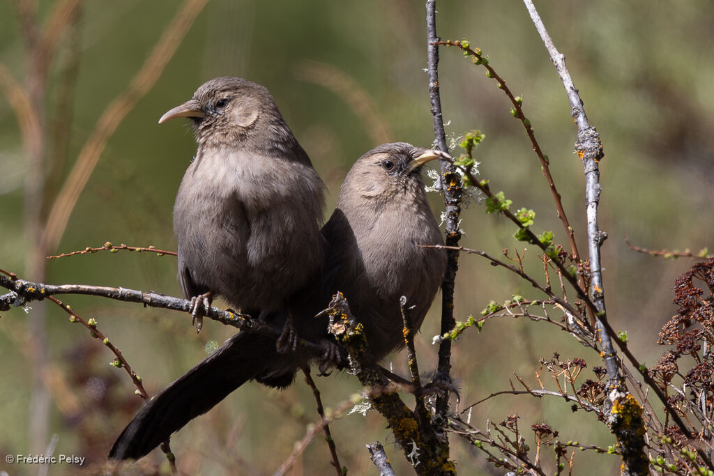 Plain Laughingthrush