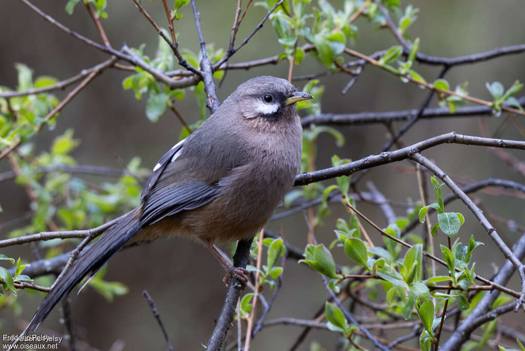 Snowy-cheeked Laughingthrush