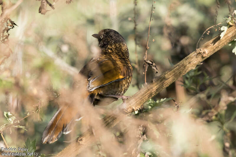 Blue-winged Laughingthrush