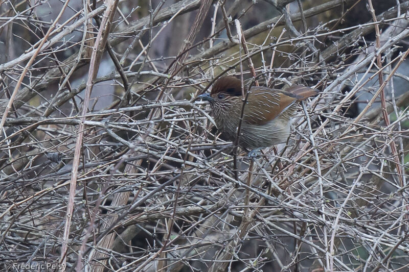 Striated Laughingthrush