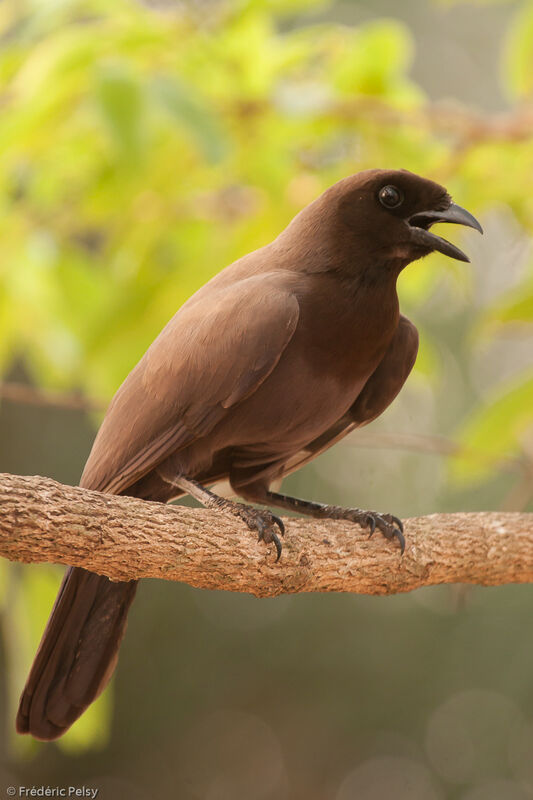 Purplish Jayadult