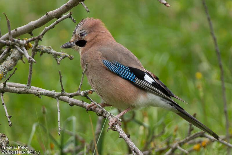 Eurasian Jayadult, identification