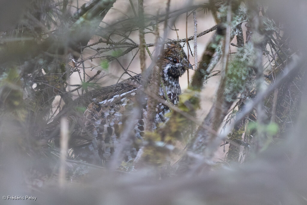 Gélinotte de Severtzov femelle