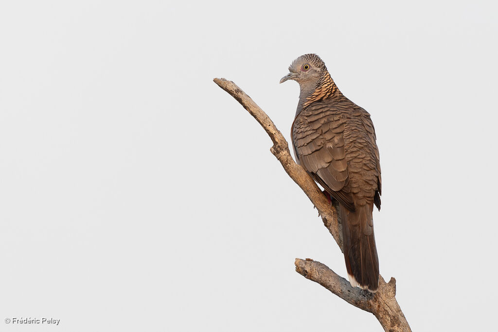 Bar-shouldered Dove