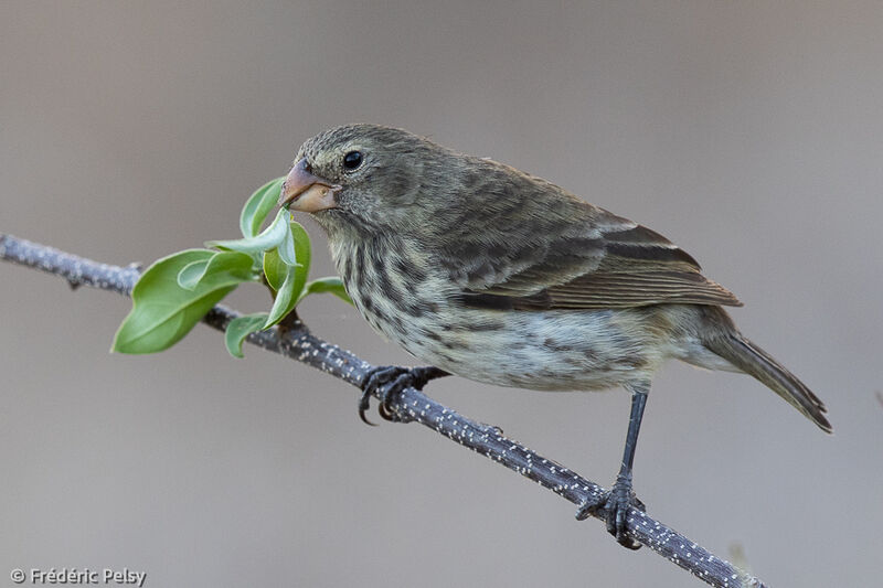 Vegetarian Finch