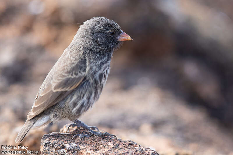 Genovesa Ground Finch female adult, identification