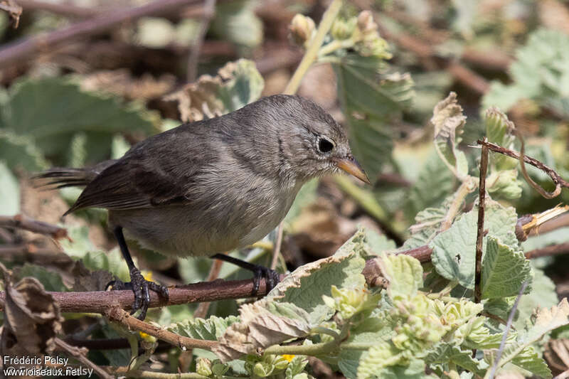 Grey Warbler-Finchadult, identification