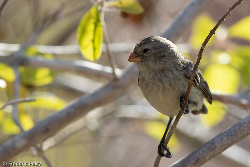 Small Tree Finch