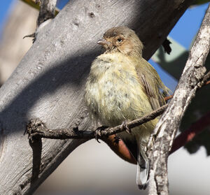 Gérygone à bec court