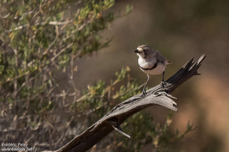 Banded Whitefaceadult