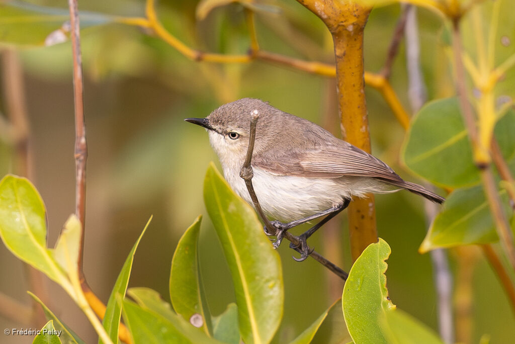Dusky Gerygone