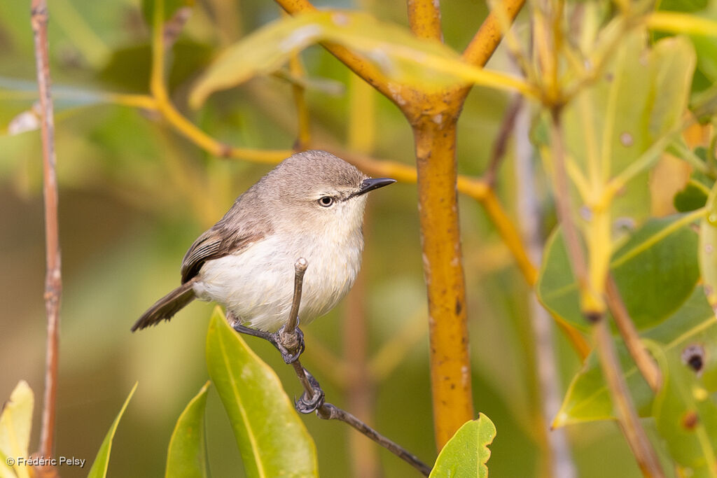 Dusky Gerygone