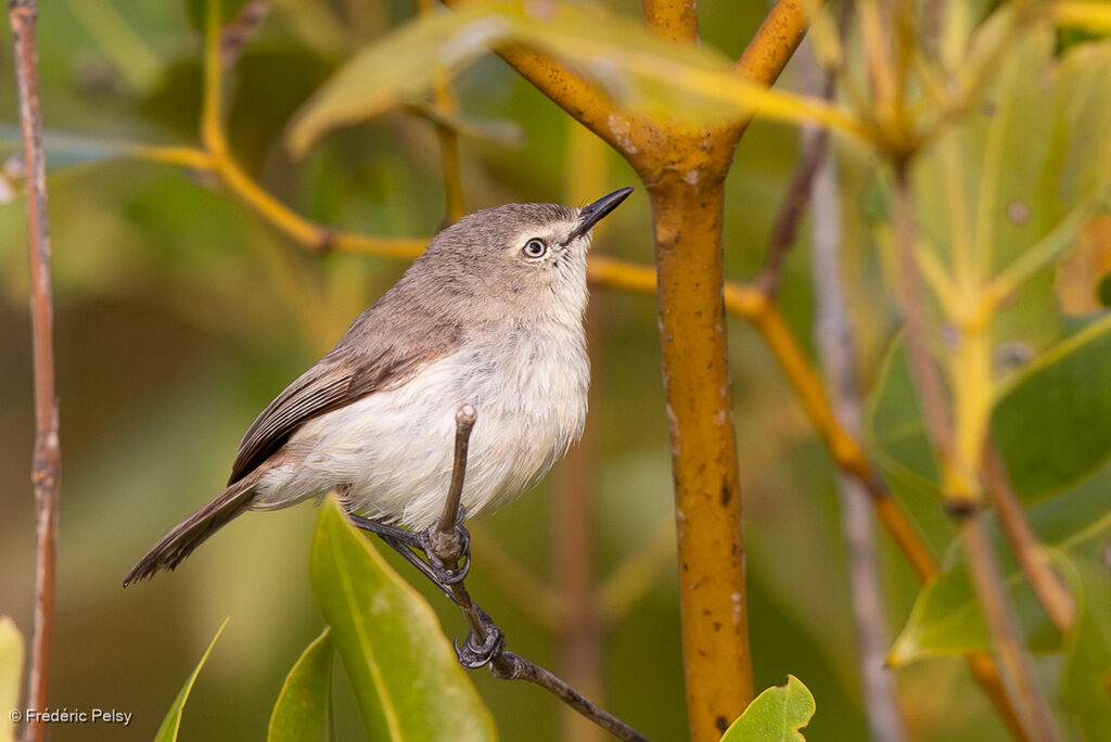 Dusky Gerygone