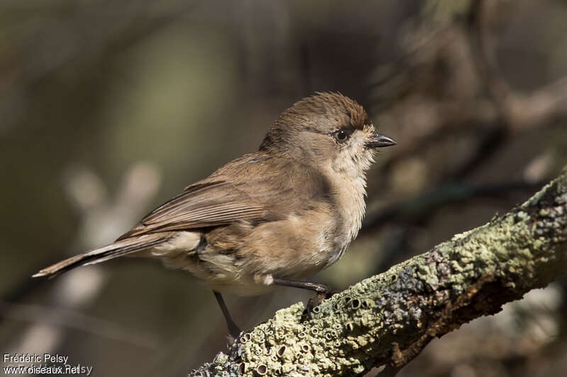 Southern Whiteface, identification