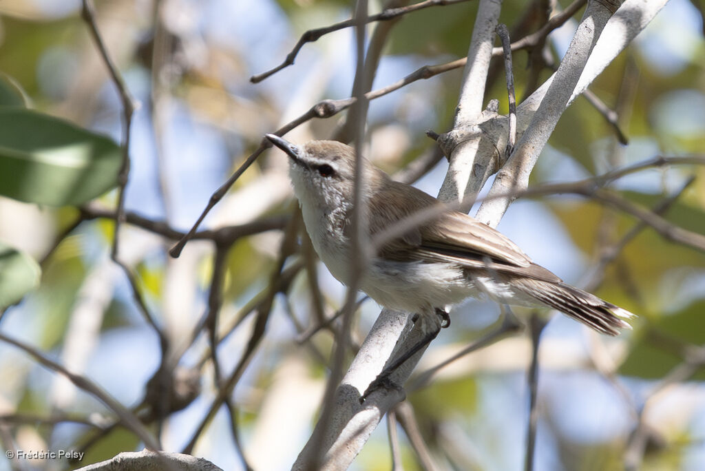 Gérygone des mangroves