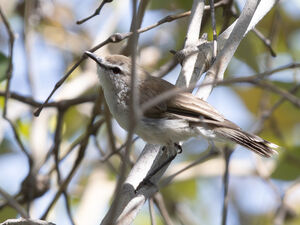 Gérygone des mangroves