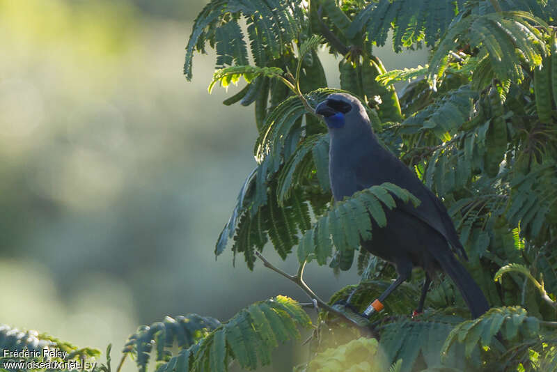 Glaucope de Wilsonadulte