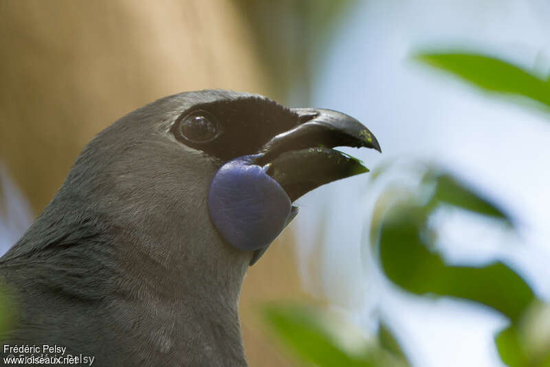 Glaucope de Wilsonadulte, portrait