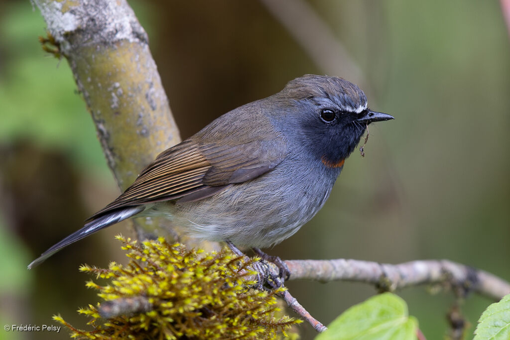 Rufous-gorgeted Flycatcher