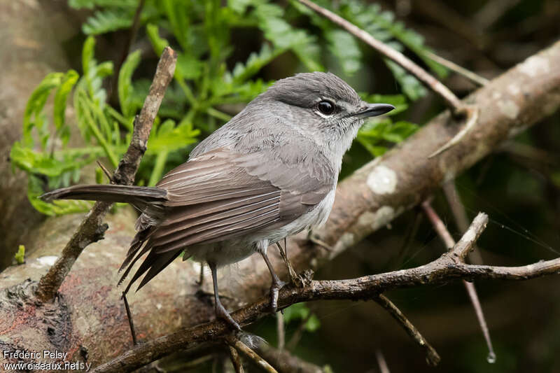 Ashy Flycatcheradult, identification