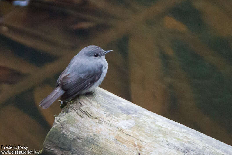 Cassin's Flycatcheradult, identification