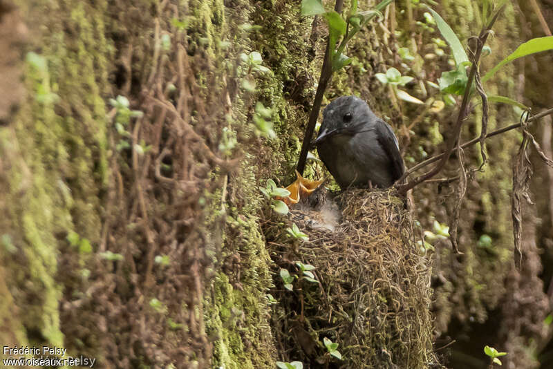 Cassin's Flycatcher, habitat, Reproduction-nesting