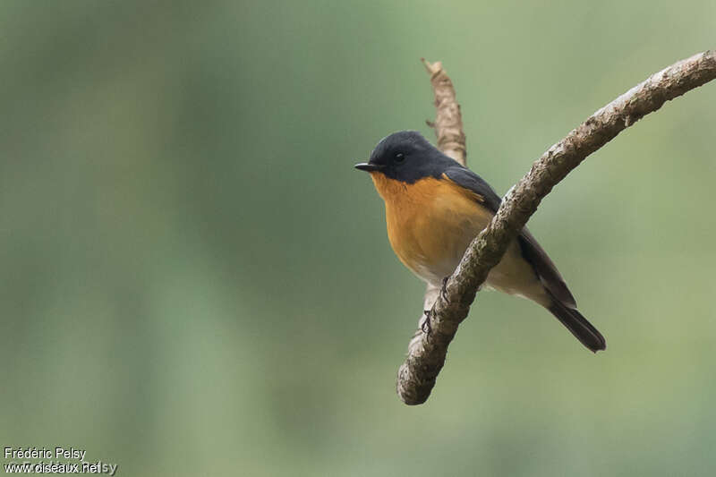 Slaty-backed Flycatcher male adult, identification