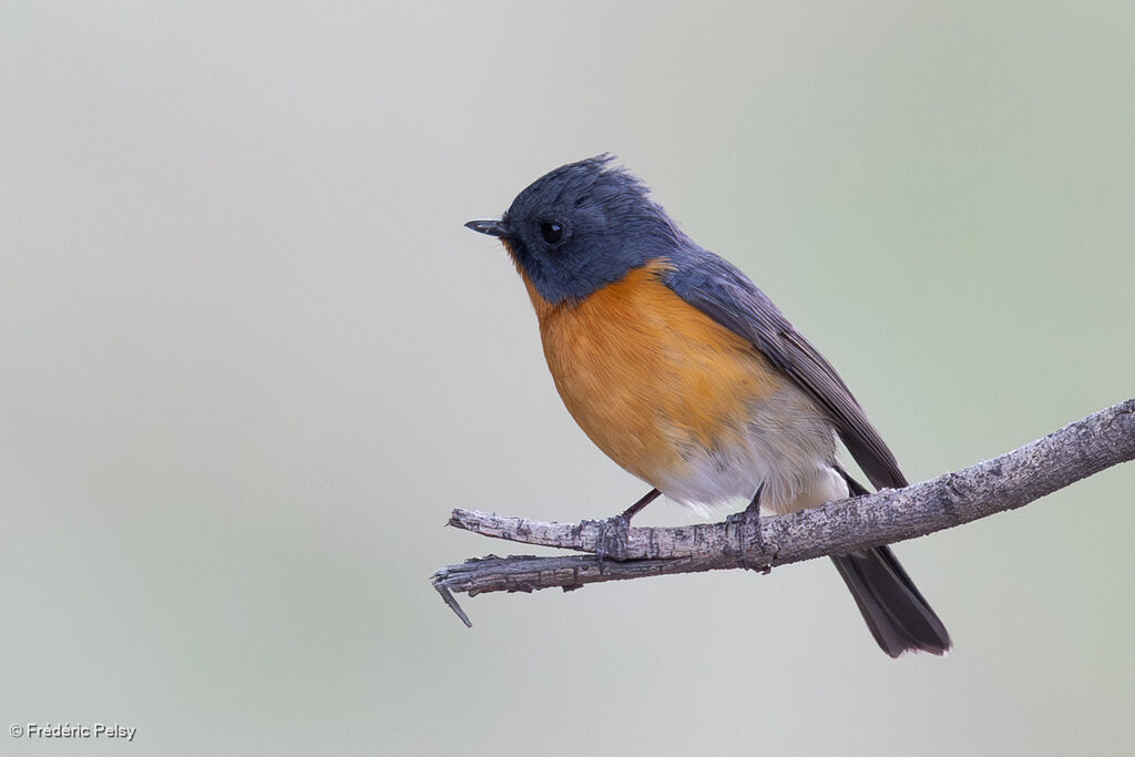 Gobemouche de Hodgson mâle