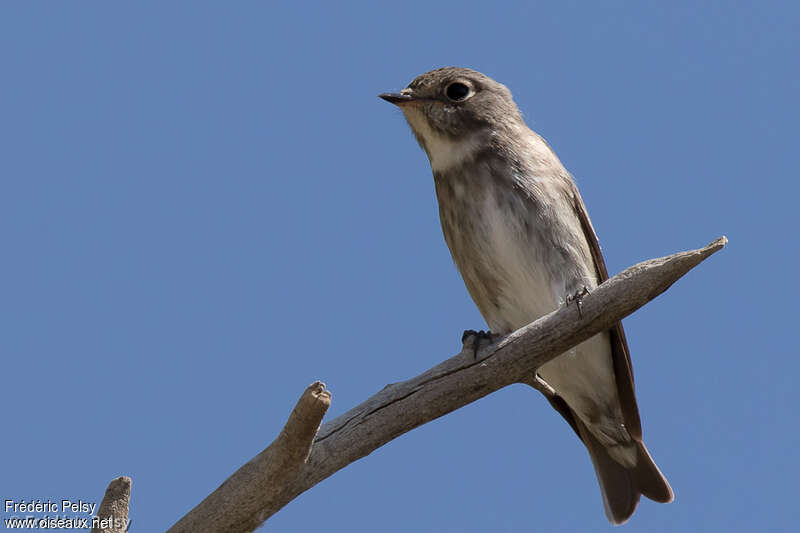 Dark-sided Flycatcheradult, identification