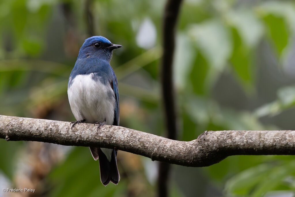 Gobemouche de Zappey