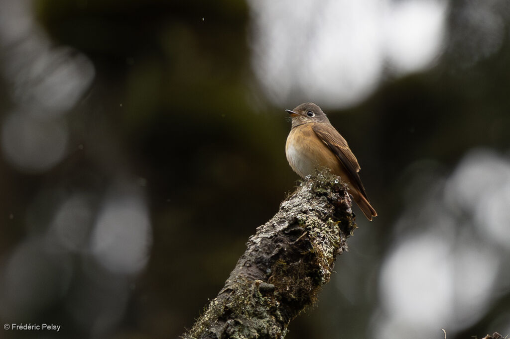 Ferruginous Flycatcher