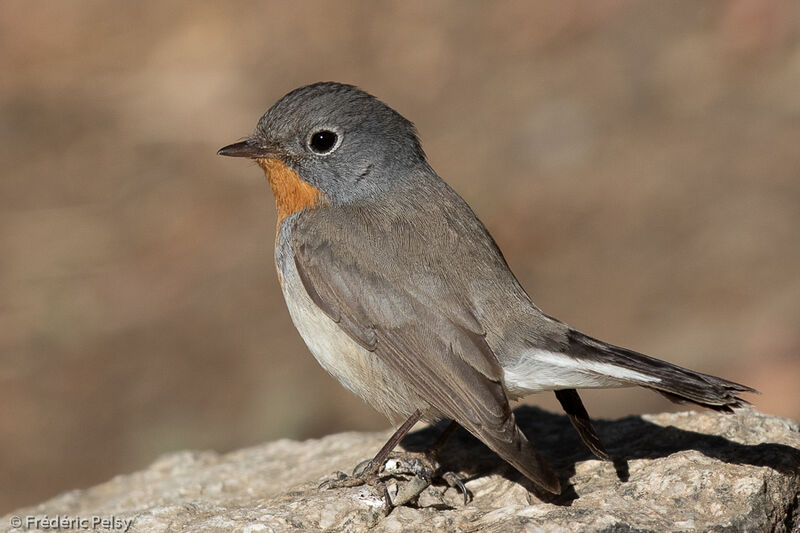 Red-breasted Flycatcher male adult