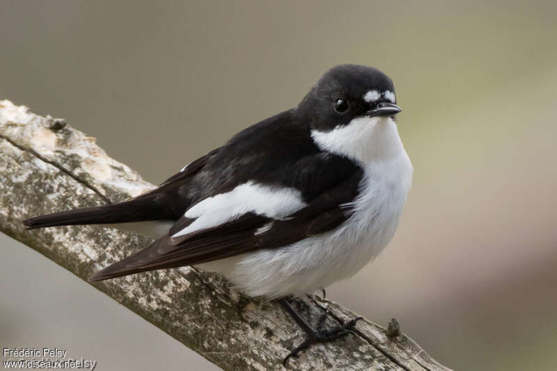 European Pied Flycatcher male adult breeding, identification