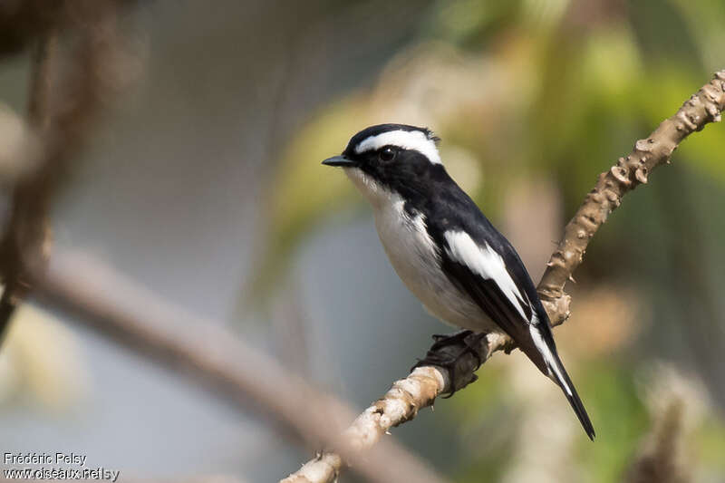 Little Pied Flycatcher male adult, identification