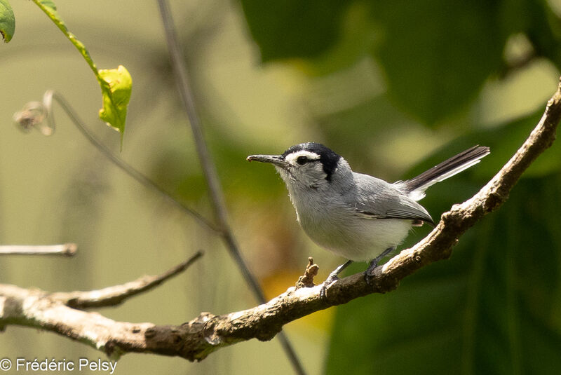 White-browed Gnatcatcher