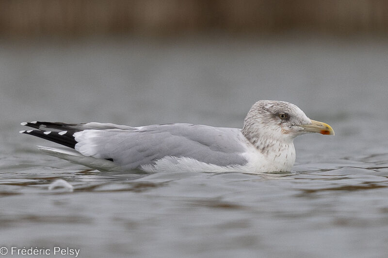 European Herring Gull