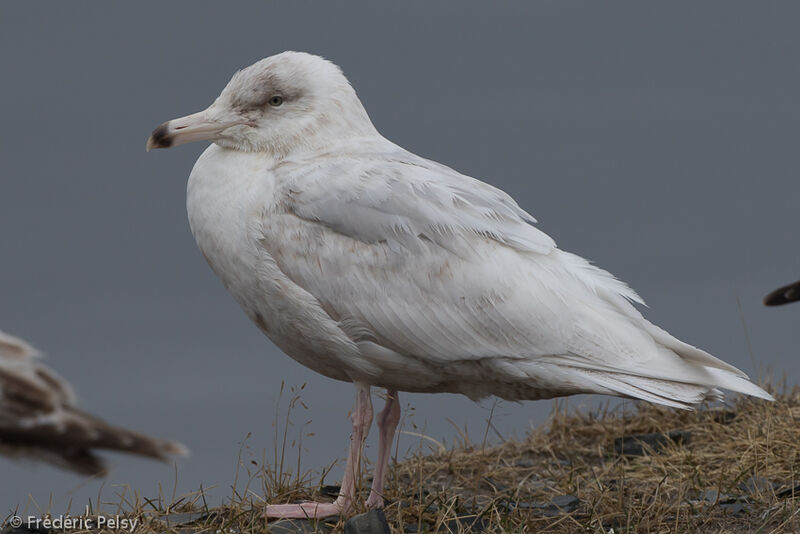 Glaucous Gull